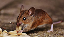 24 Hour & Emergency Exterminators in So Saint Paul, MN